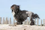 PETIT CHIEN LION 068